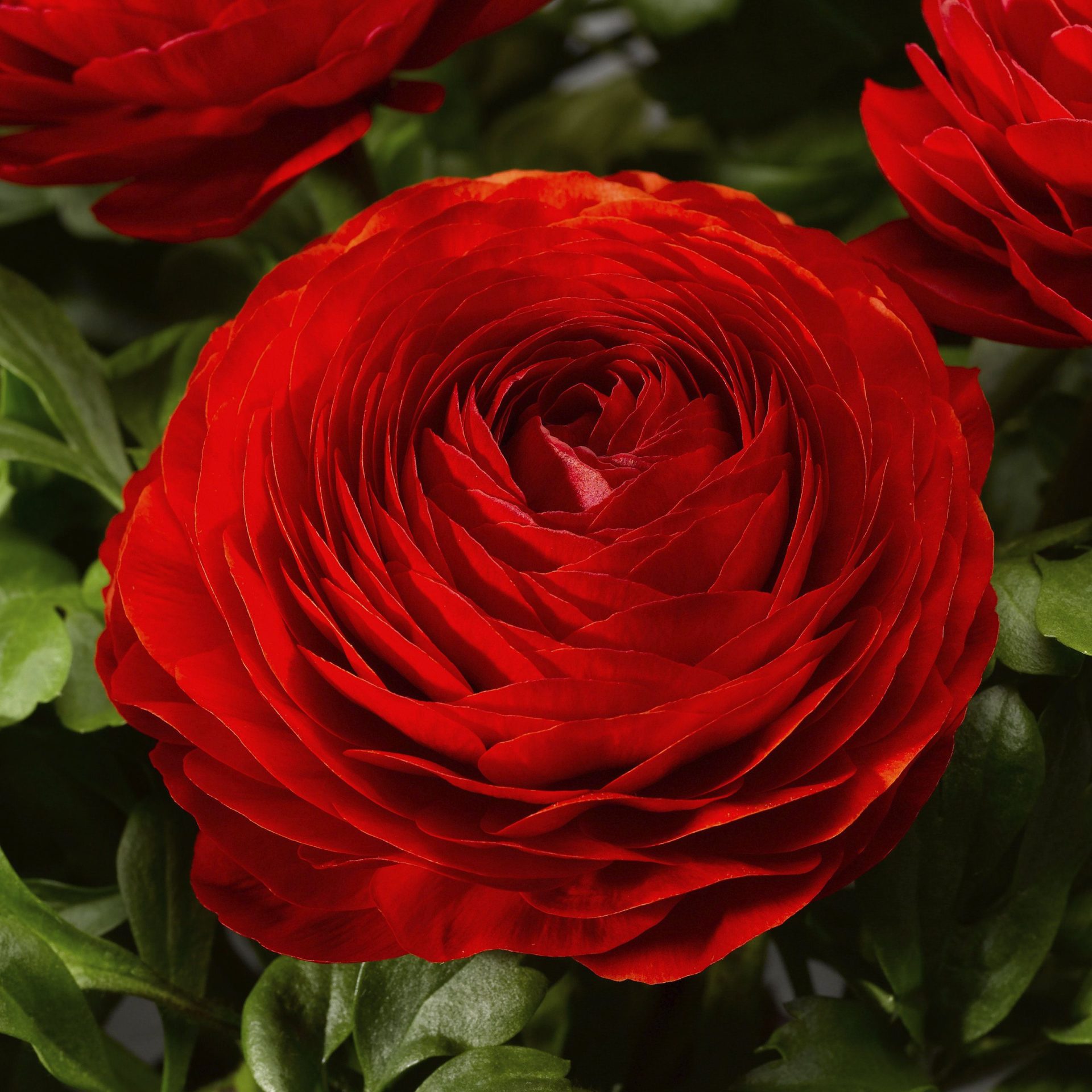✨Hot Selling💐Colorful Ranunculus Seeds