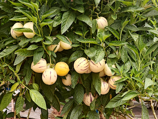 物茂乡：甜甜人参果种出&ldquo;致富路-元谋县人民政府