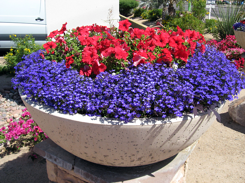 Gone Gardenin' &ndash; Lowly lobelia gives garden a stunning edge &ndash; Brandon Sun