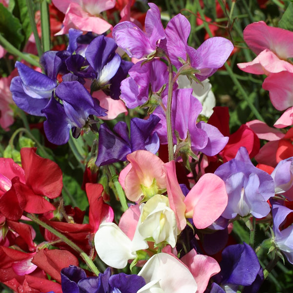 💥Spring Hot Selling🌼Sweet Pea Seeds