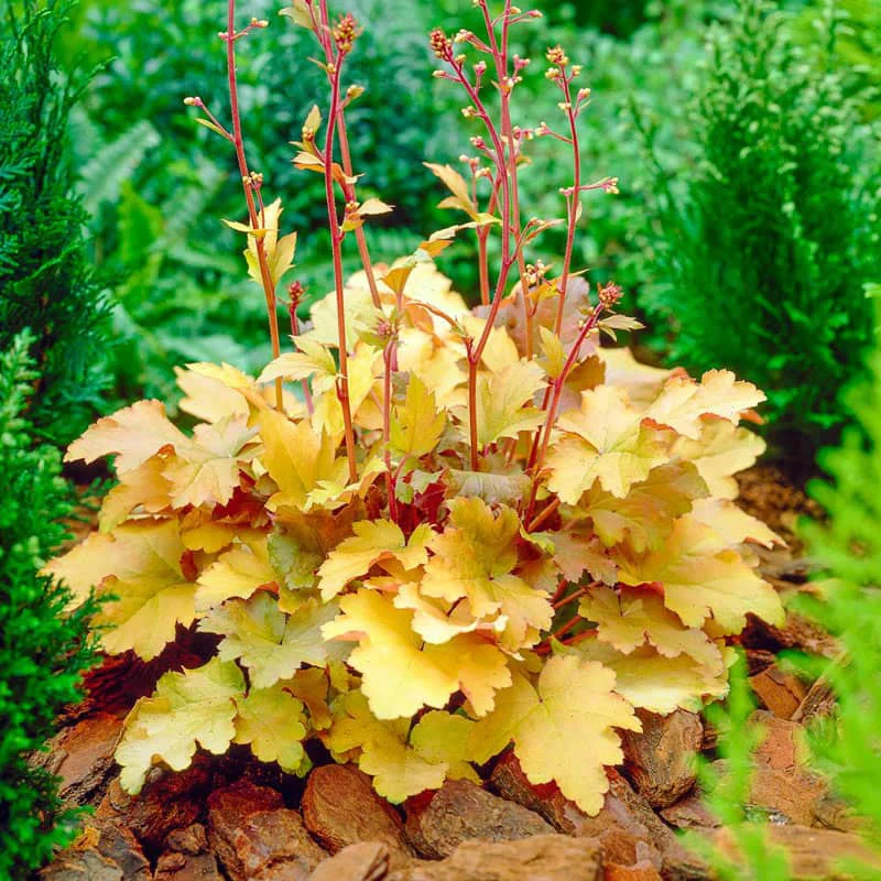 Amber Waves Coral Bells Seeds – Warm, Golden Foliage for a Radiant Garden Display!