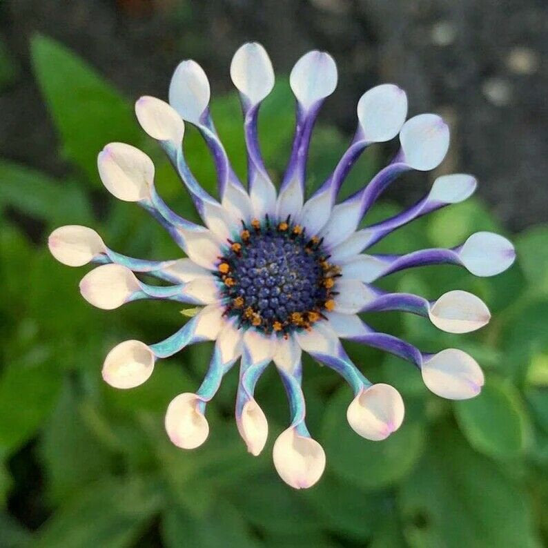 Rare Daisy Seeds- African Daisy Whirligig
