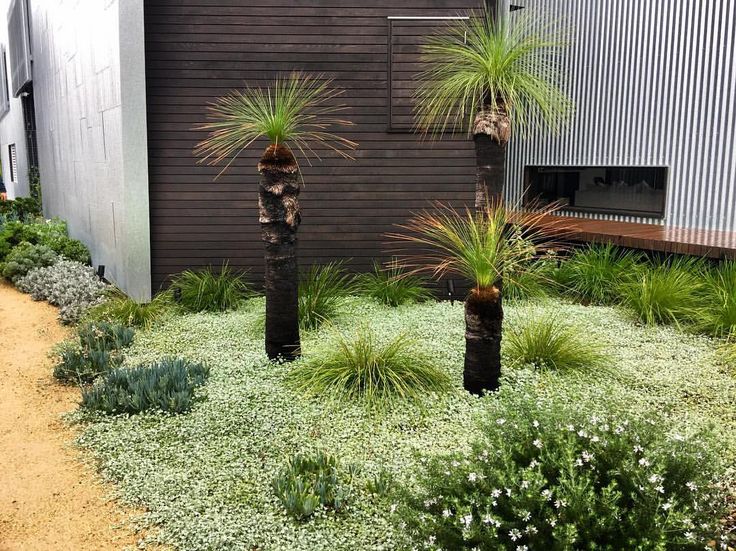 Dichondra silver falls - traditionally used as a spillover plant - it can  also make a sensational ground cover. Loving its con&hellip; | Plants, Silver  falls, Ground cover