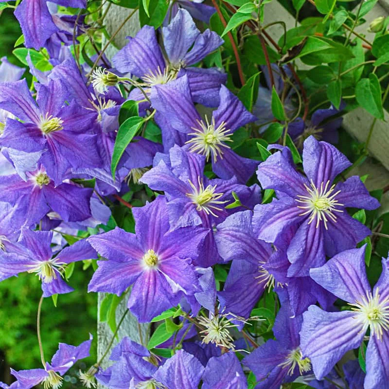 🌸 Climbing Clematis Seeds – Elegant Vines, Spectacular Blooms