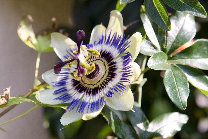 How to Grow Passion Flowers | BBC Gardeners World Magazine