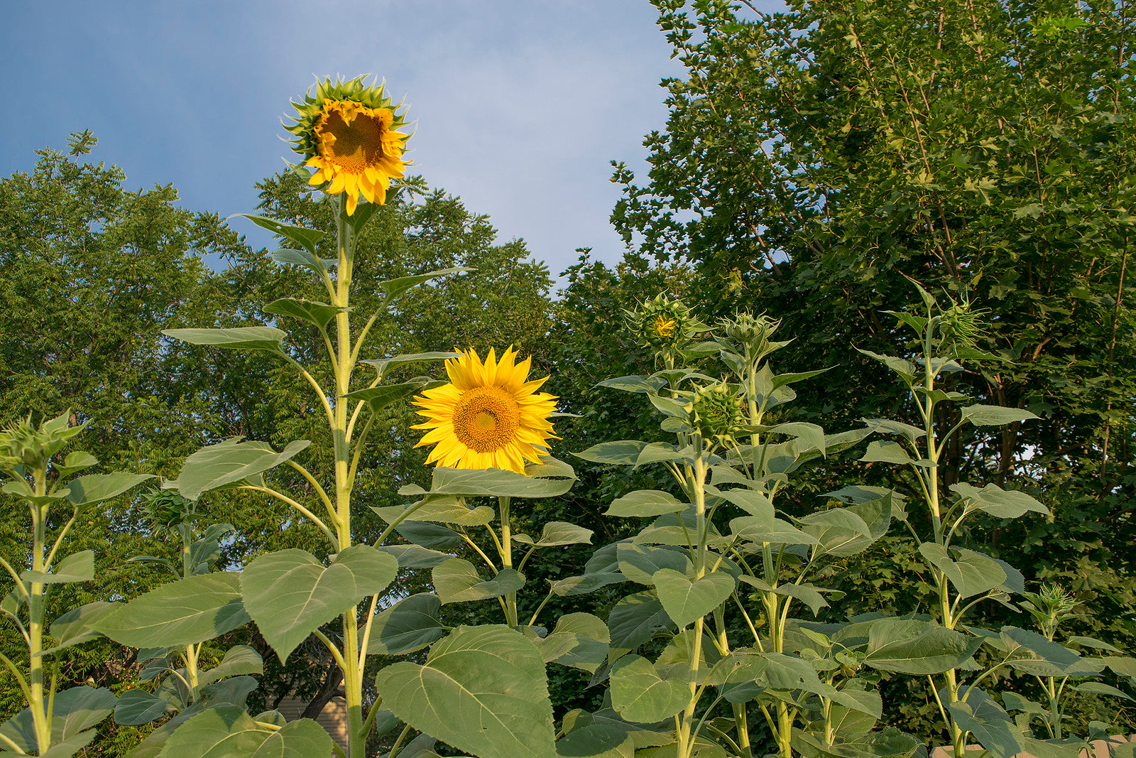 Mammoth Sunflower- Organic &ndash; Greta's Family Gardens