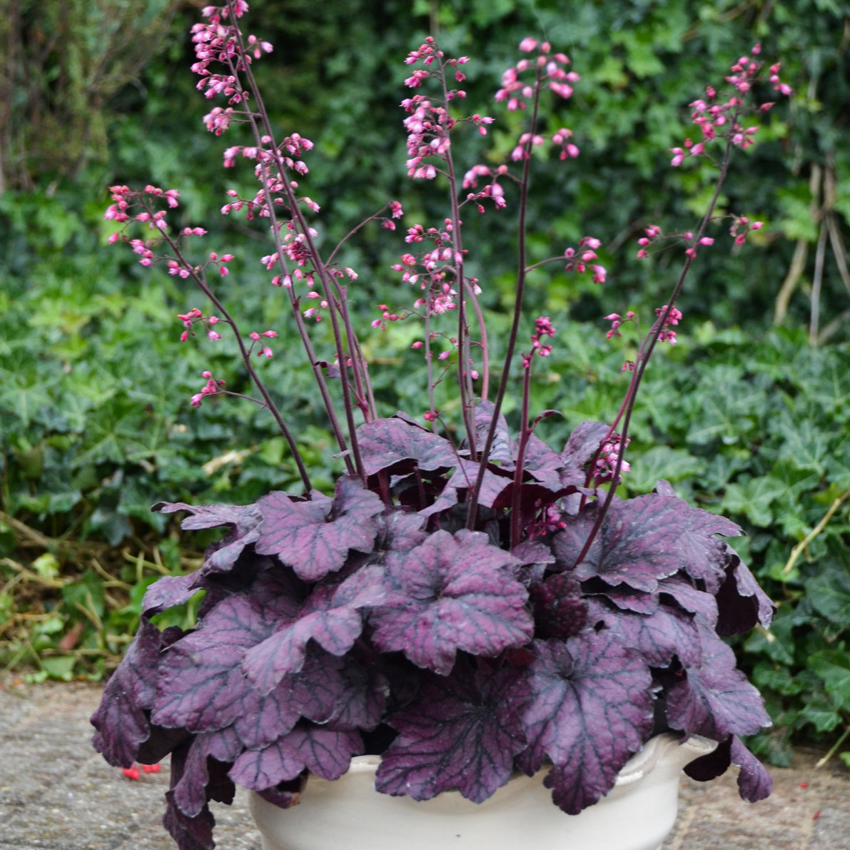Heuchera Electric Plum - Coral Bells &ndash; New Blooms Nursery