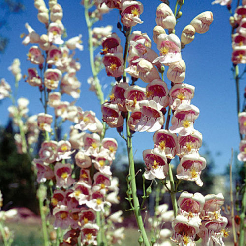 Palmer's penstemon - Fine Gardening
