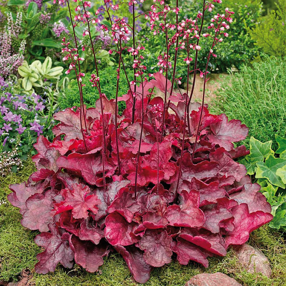 HEUCHERA FIRE ALARM&reg;