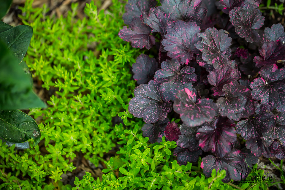Heuchera Midnight Rose - Midnight Rose Coral Bells care | Travaldo's blog