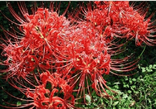 2Pcs Lycorisradiata Flower Plant Bulb