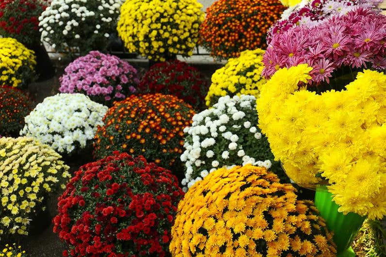 🌼🌸 Pyrethrum Mixed Colors Seeds &ndash; 100 Vibrant Perennial Flower Seeds for  Bright Garden Displays
