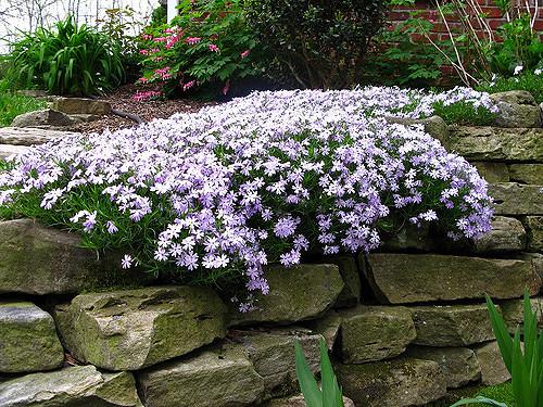 Tag: groundcovers