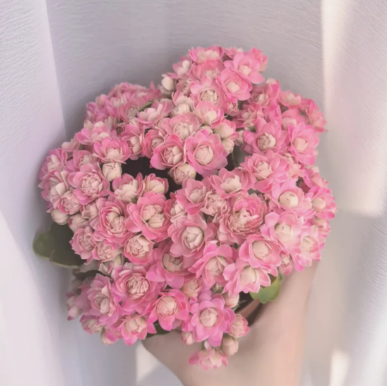 🌺Golden Fox Kalanchoe Seeds—Health And Longevity