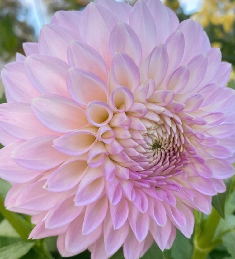 Blue Fireball Dahlia Seeds Heirlooms 15 Color