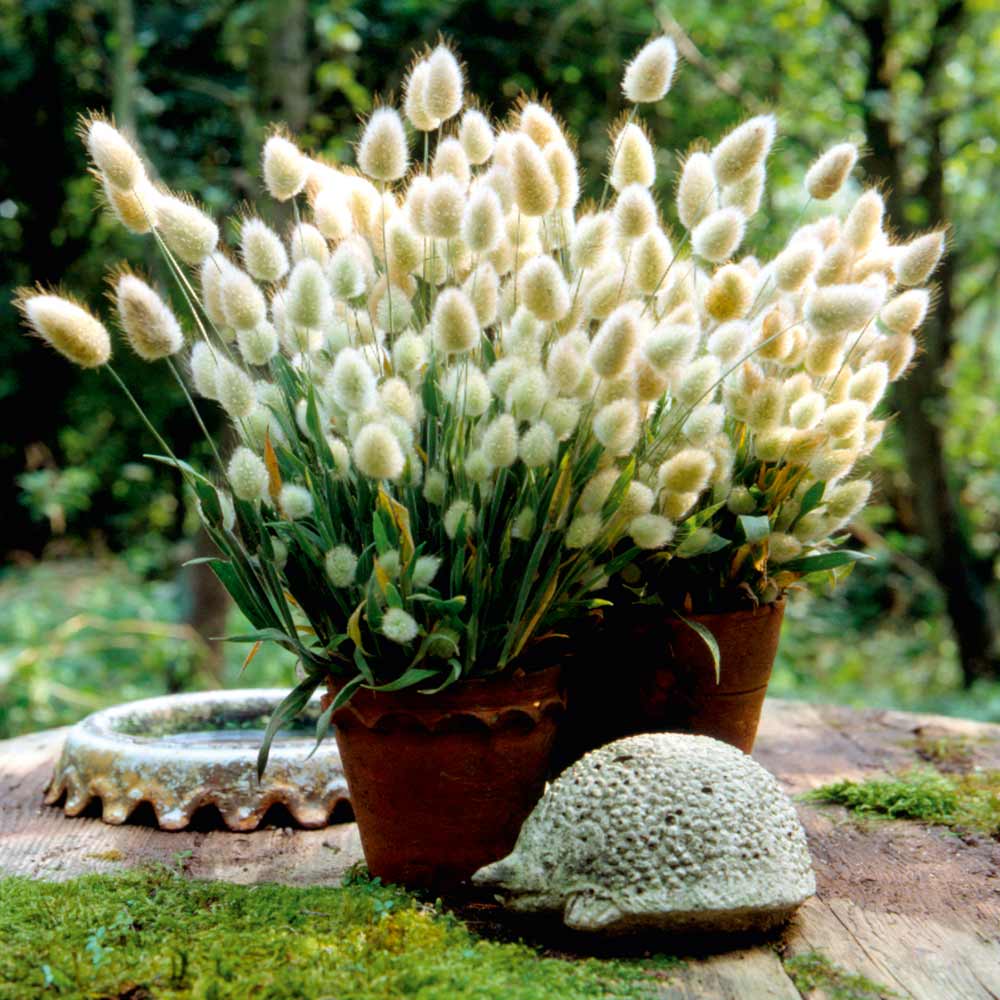 Grasses Ornamental 'Bunny Tails' - Seeds | Suttons