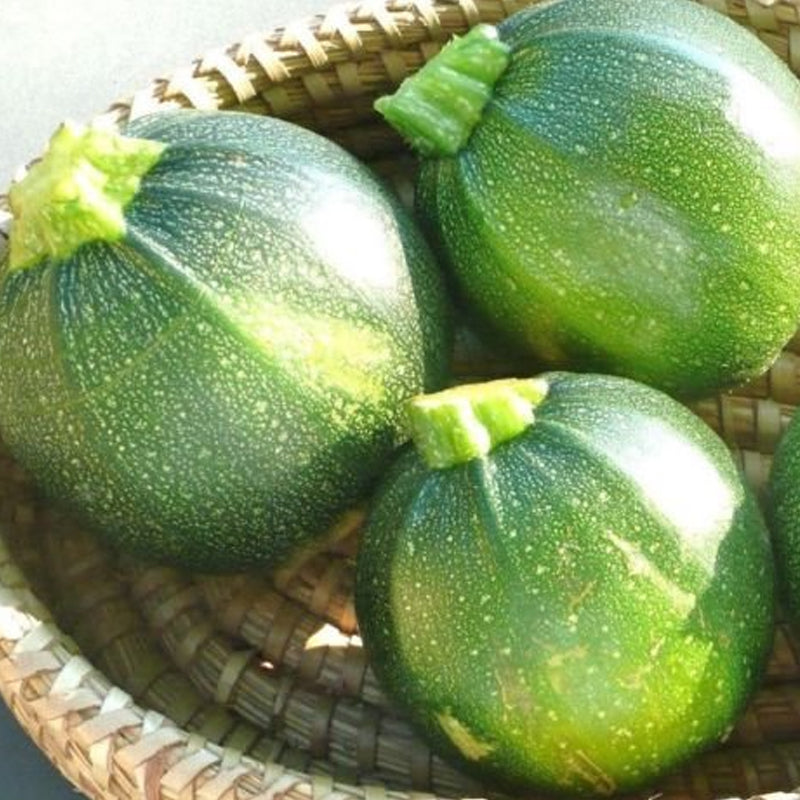 Round Zucchini Squash, Summer (Cucurbita pepo) &ndash; MySeedsCo