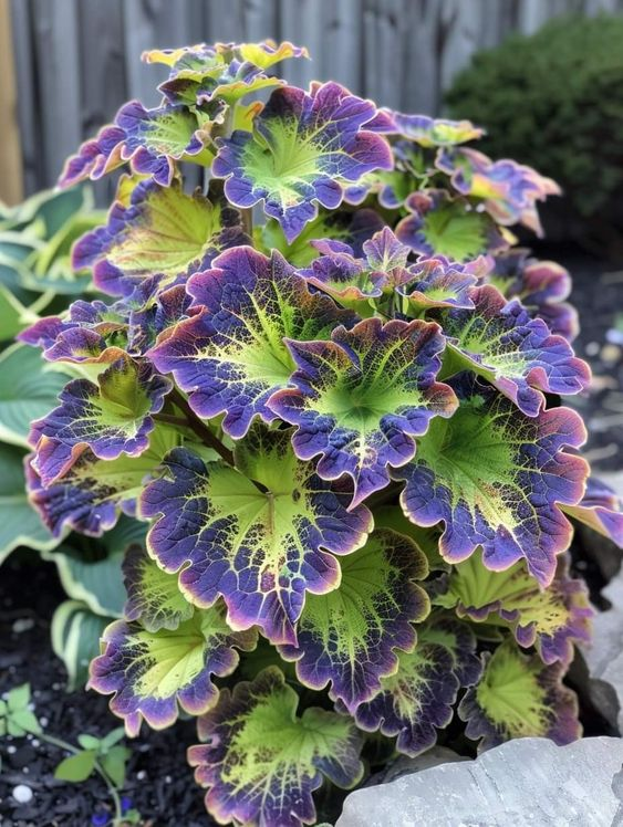 ✨ Rare Coleus – Frost-Resistant & Stunning!