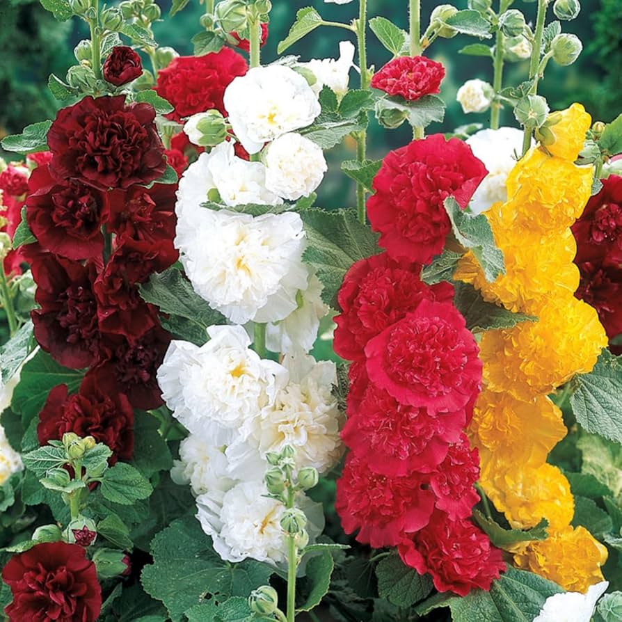 🌼🎨Double Hollyhock Seeds - Majestic Blooms for a Charming Garden