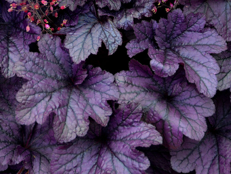 Heuchera 'Grape Timeless'