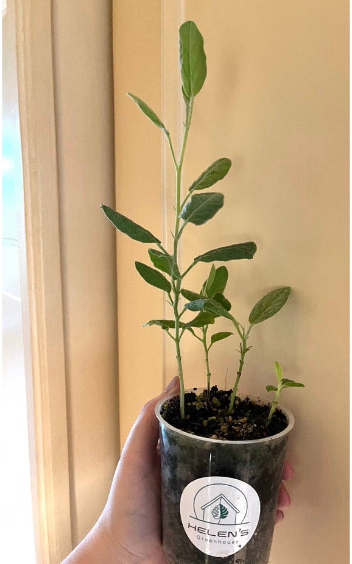 The Cyan Birdflower seeds, Regal Birdflower seeds✨🎉46% OFF