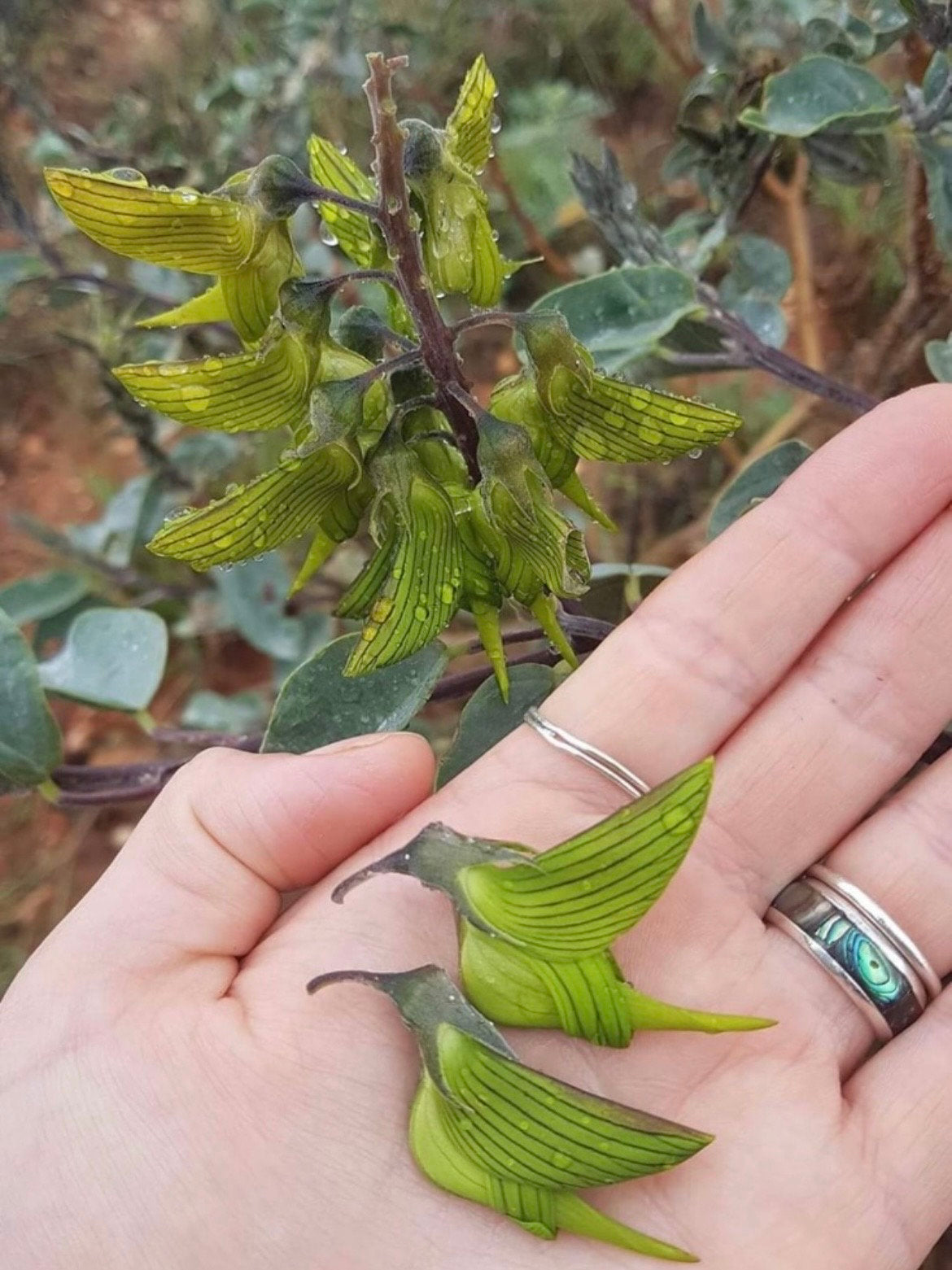 The Cyan Birdflower seeds, Regal Birdflower seeds✨🎉46% OFF