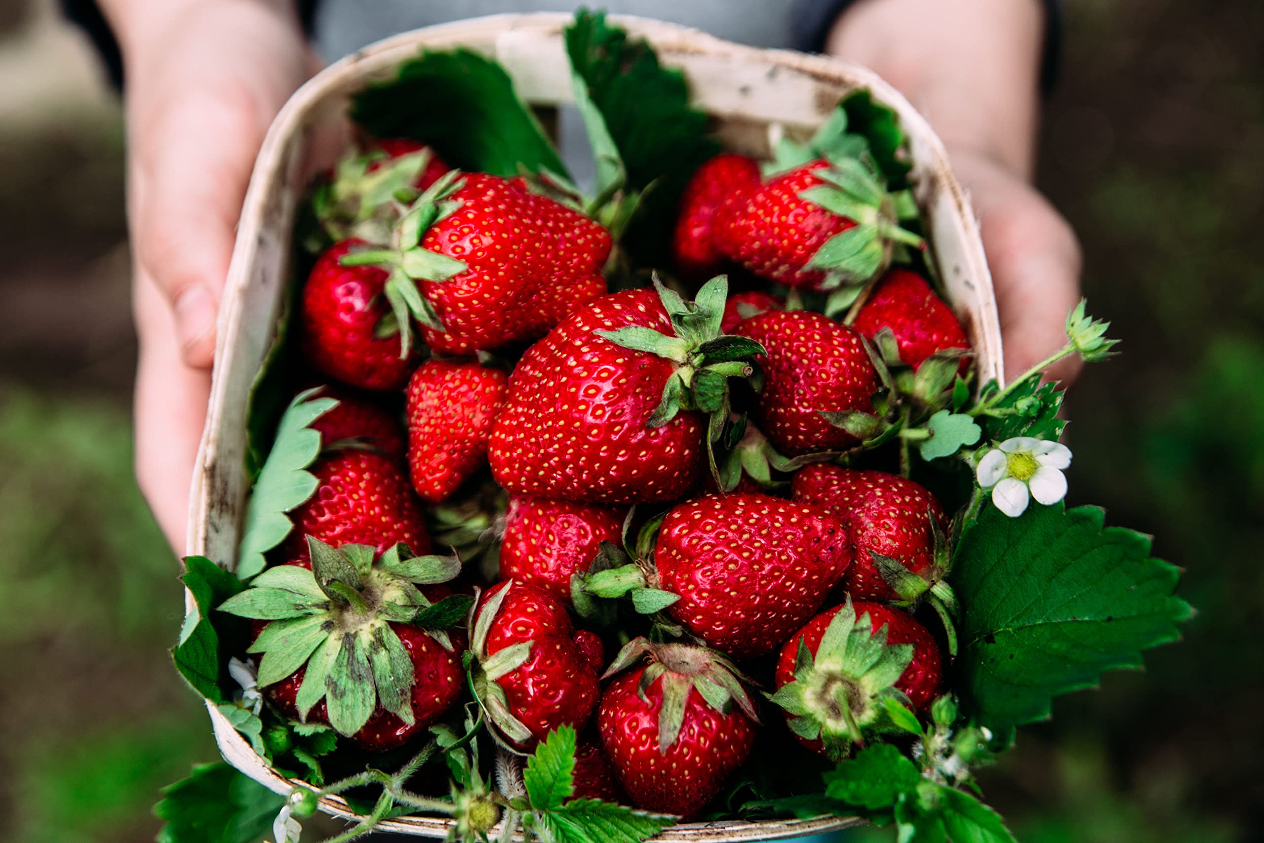 Buy Albion Everbearing Strawberry Bare Roots s, 25 per Pack, Hardy s Non  GMO&hellip; Online at desertcartSeychelles