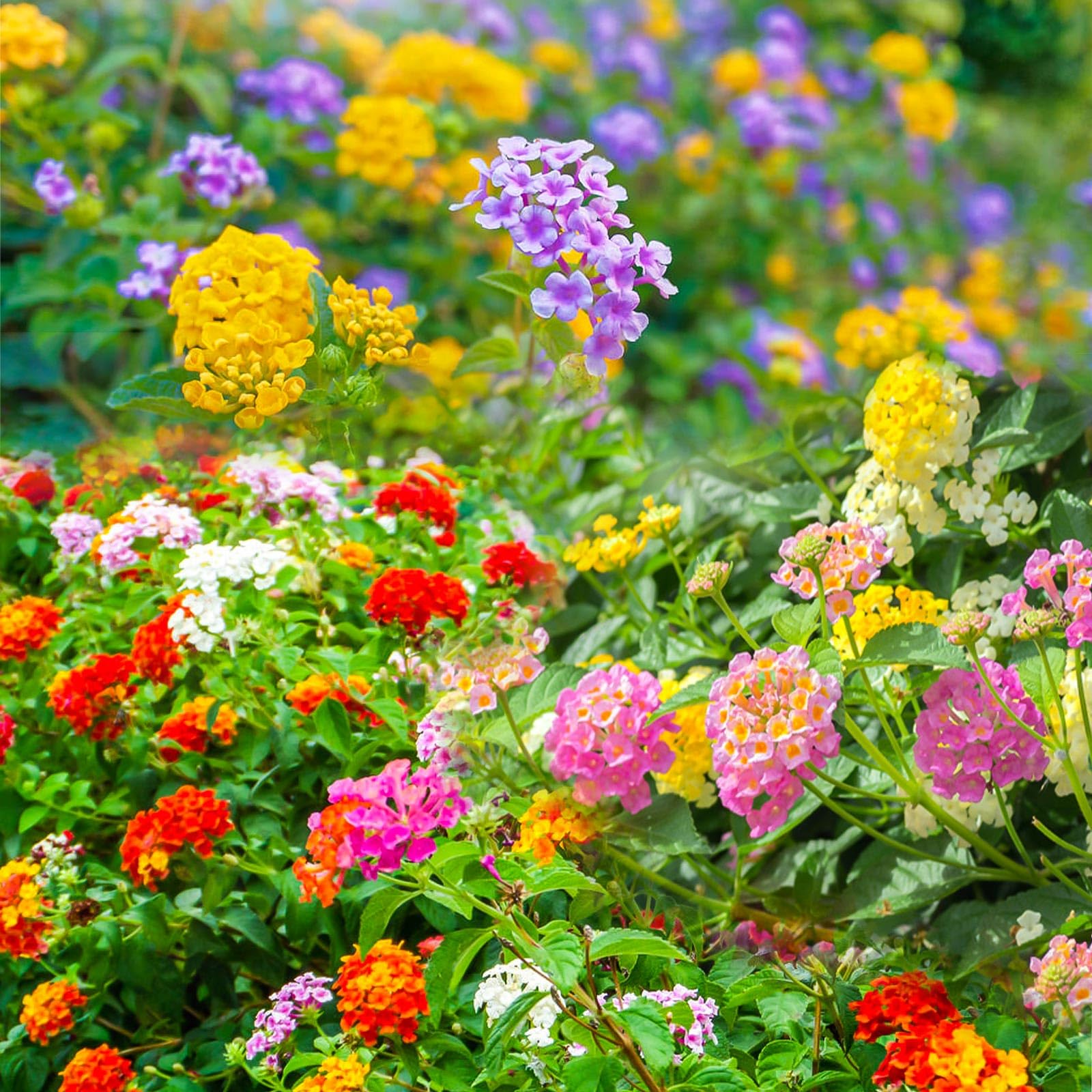 💐 Colorful Lantana Seeds - Vibrant, Easy-to-Grow Flowers