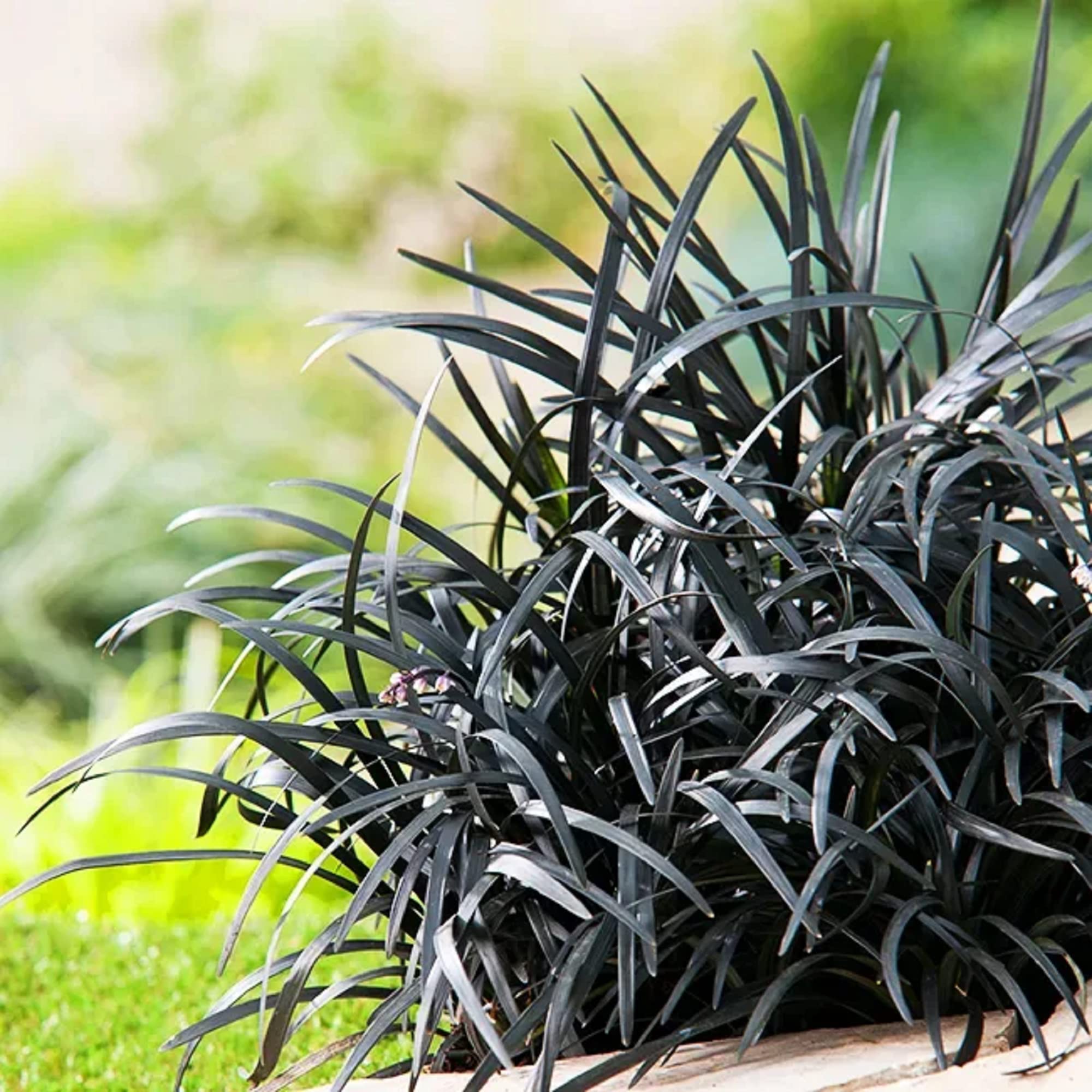 🪴🖤 Black Mondo Grass Seeds – Exotic Elegance for Your Garden