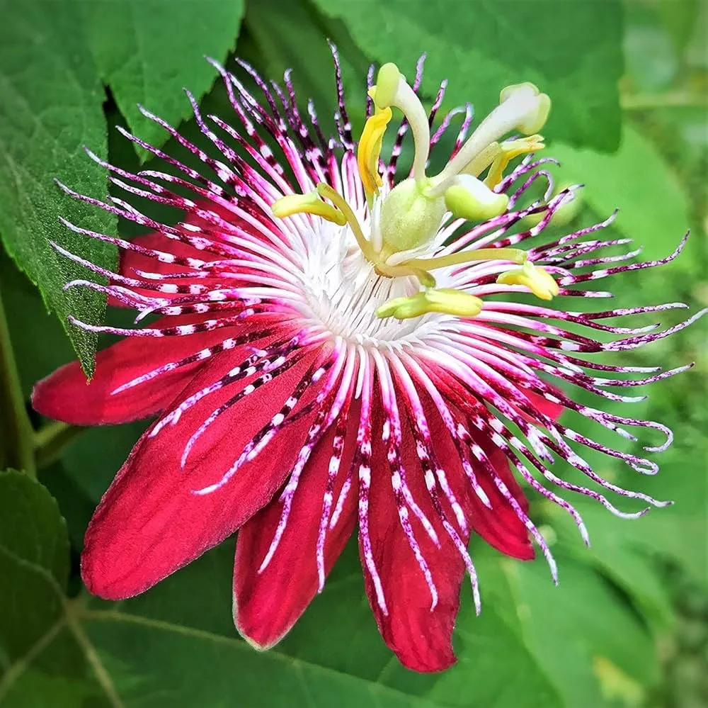💙🌼Passionflower Seeds