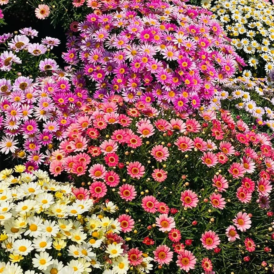 ✅Insect Killer: Mixed Color Pyrethrum Seeds 