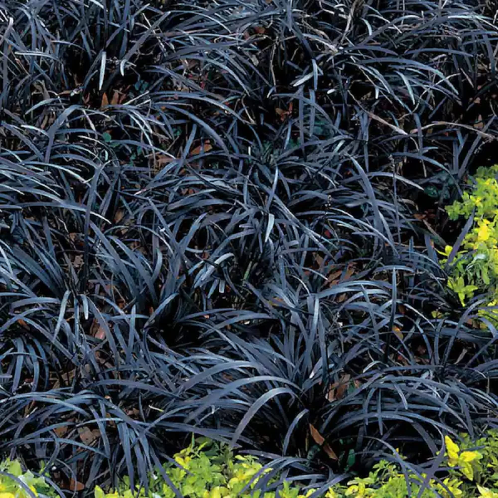 🪴🖤 Black Mondo Grass Seeds – Exotic Elegance for Your Garden
