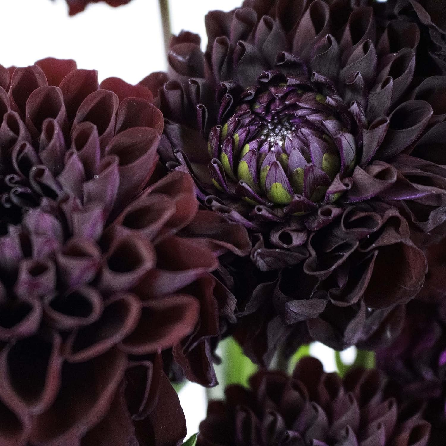 Black Dahlia Flower Seeds