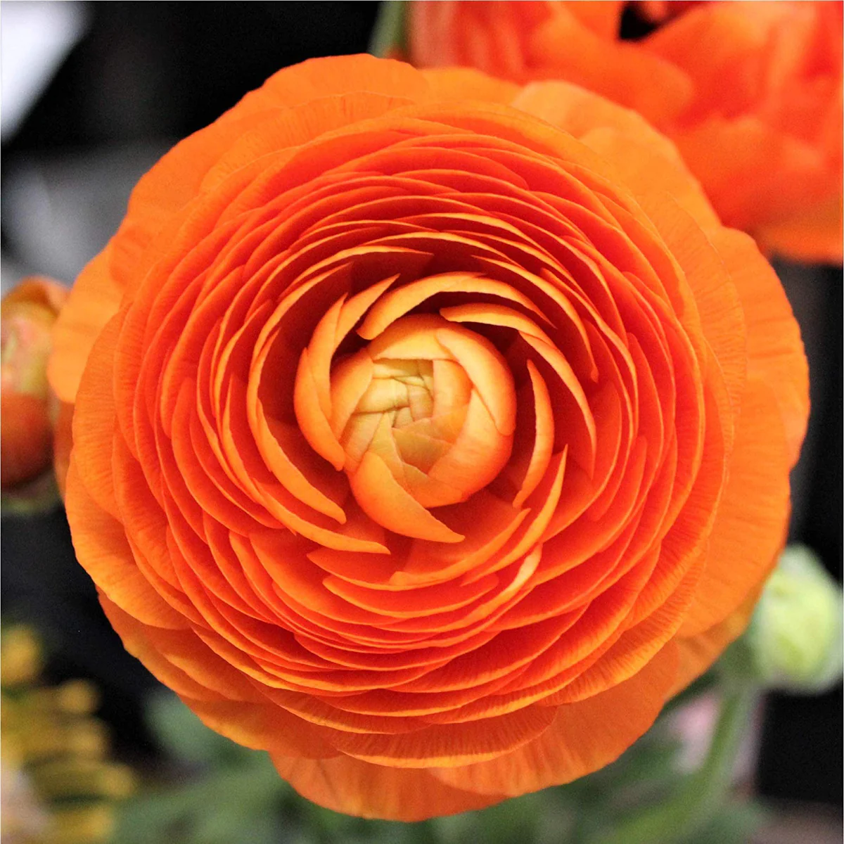 ✨Hot Selling💐Colorful Ranunculus Seeds