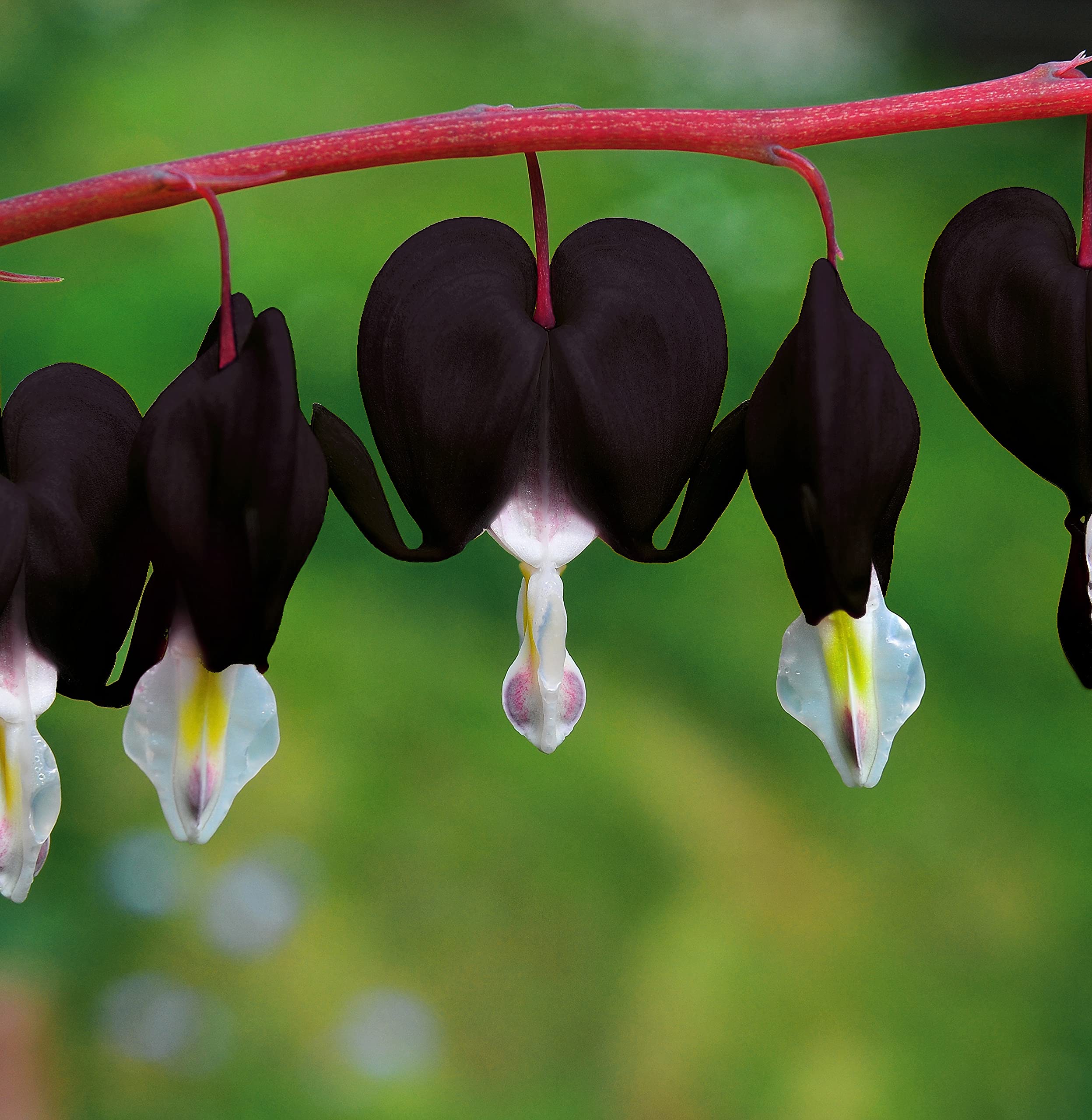 Lamprocapnos Spectabilis Flower Seeds