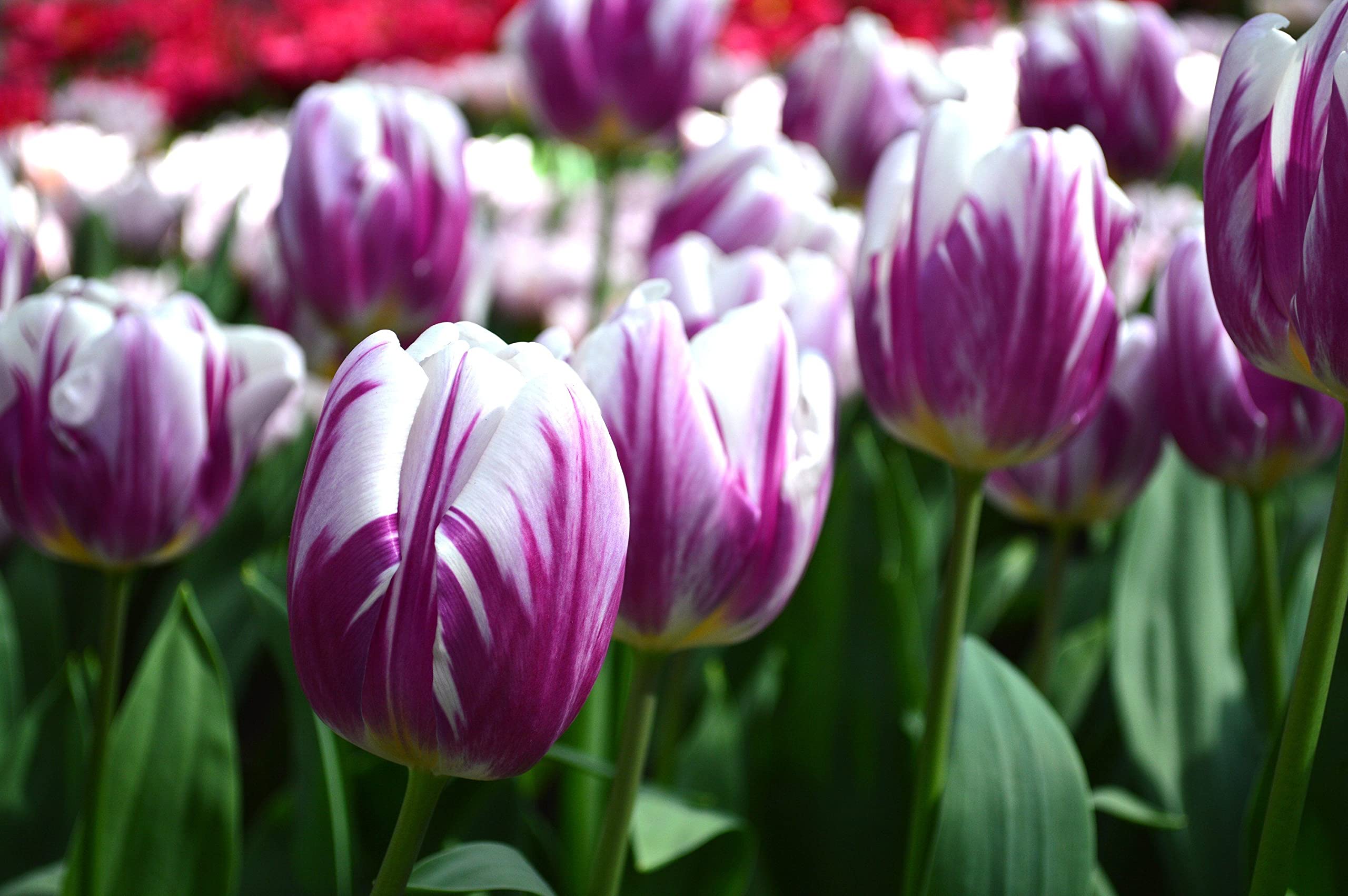 Flaming Flag Triumph Tulip Seeds