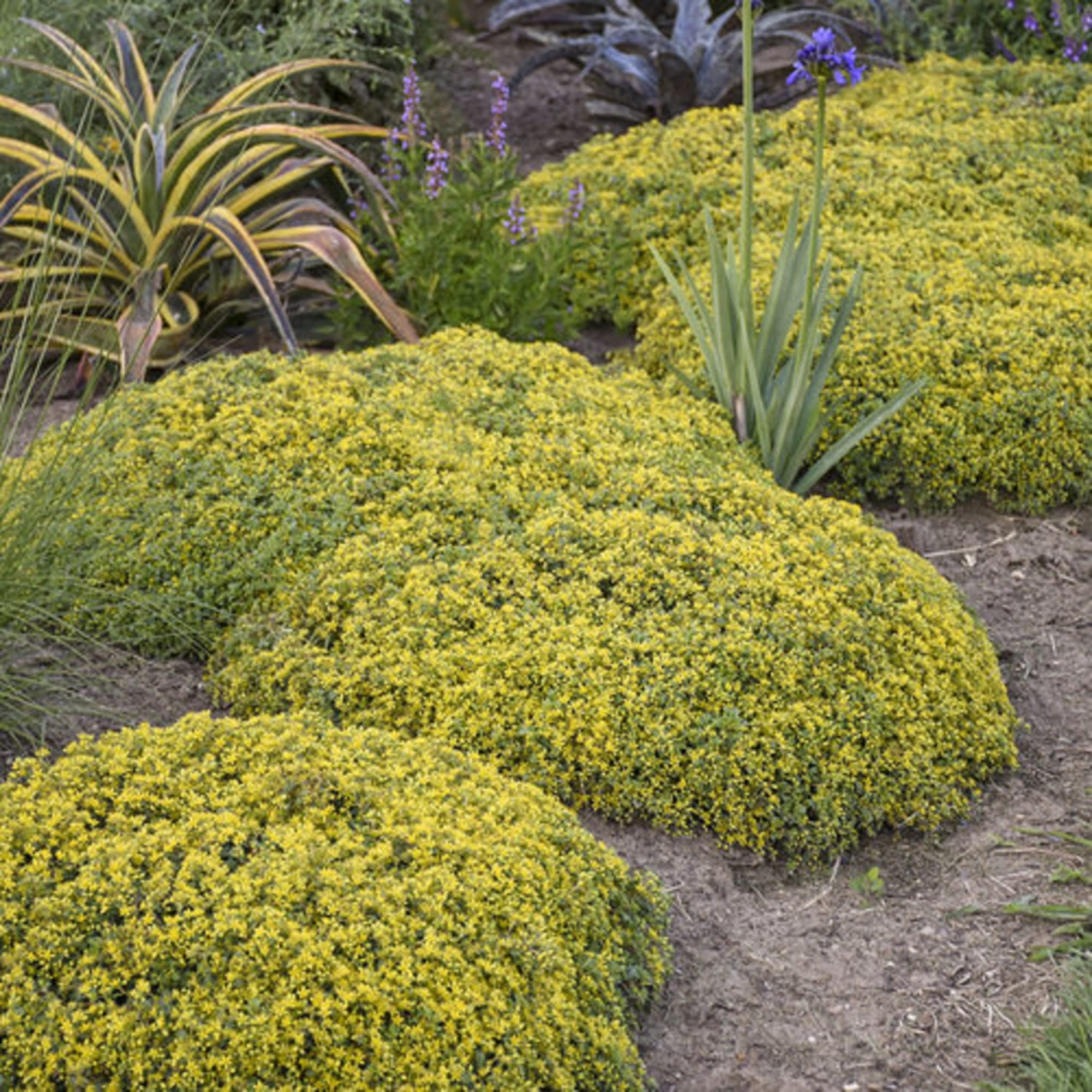 🌿Widely Used Perennial Ground Cover💛Goldmoss Sedum Seeds