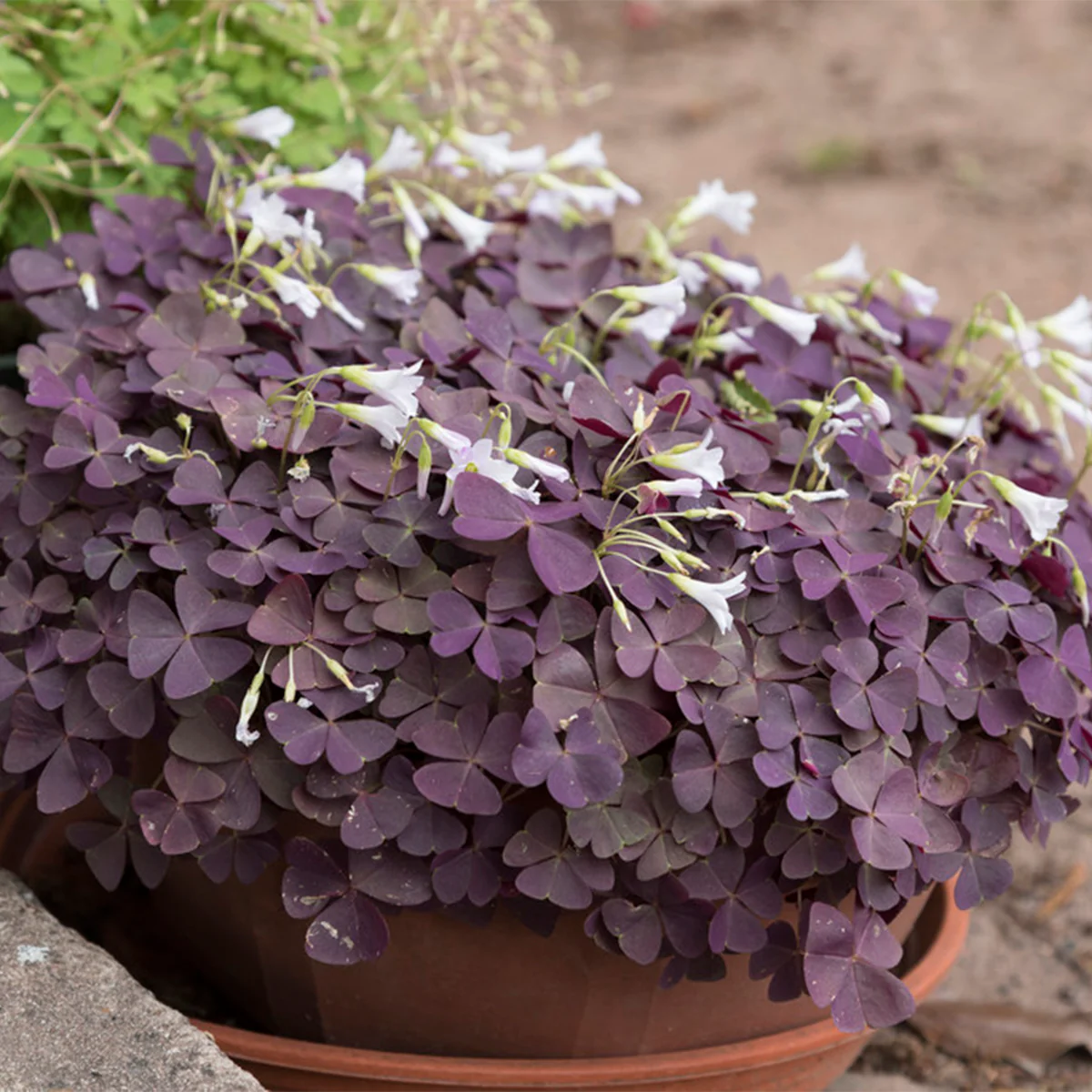 💜Good Luck to You✅Purple Oxalis Seeds