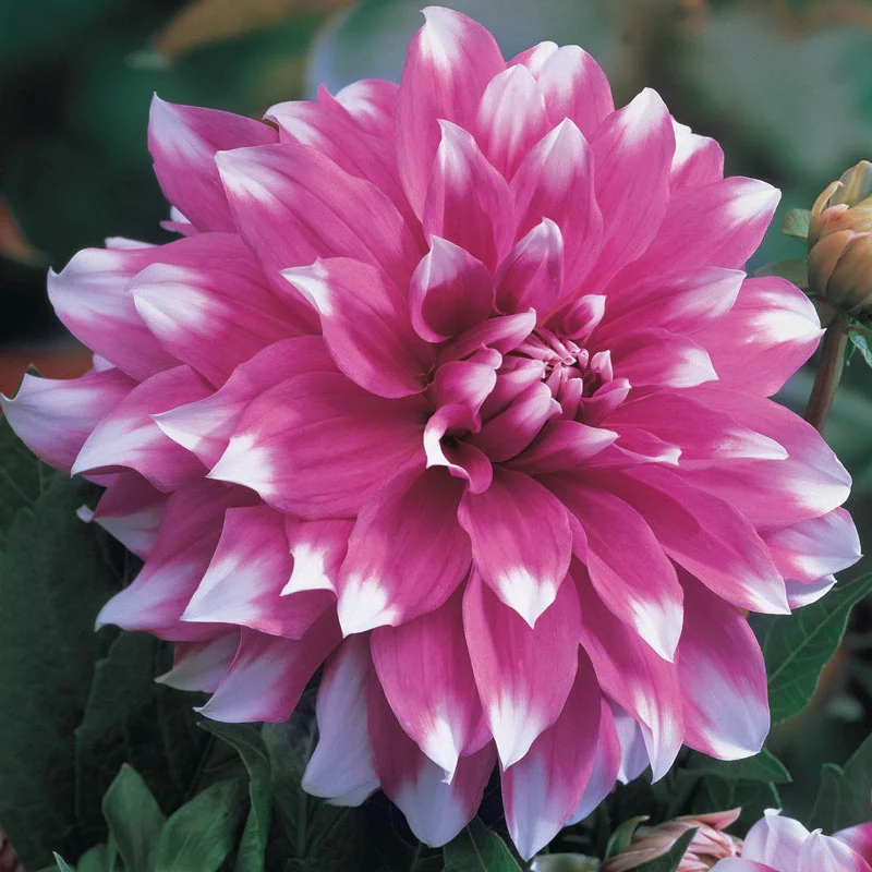 🌼Bicolour Dinnerplate Dahlia Seeds – Stunning Dual-Coloured Blooms