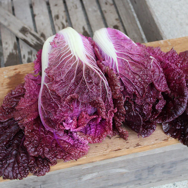 🥬 Purple Napa Cabbage Seeds – Bold Color, Fresh Flavor!