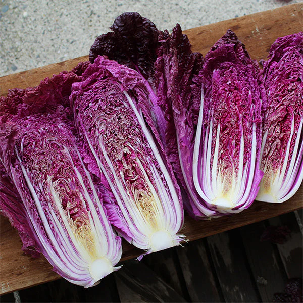 🥬 Purple Napa Cabbage Seeds – Bold Color, Fresh Flavor!
