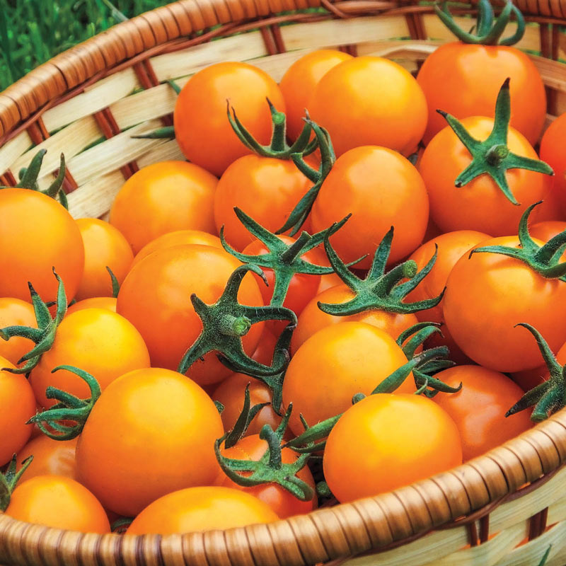 🧡🍅Sweet Orange Cherry Tomatoes Seeds
