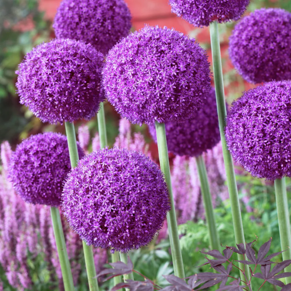 Giant Allium Giganteum Seeds