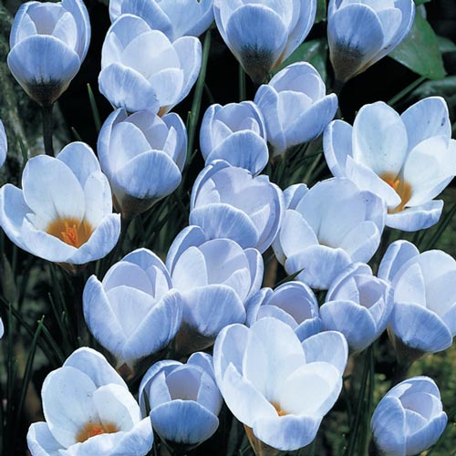 🥰 Crocus Seeds: A Burst of Color for Early Spring