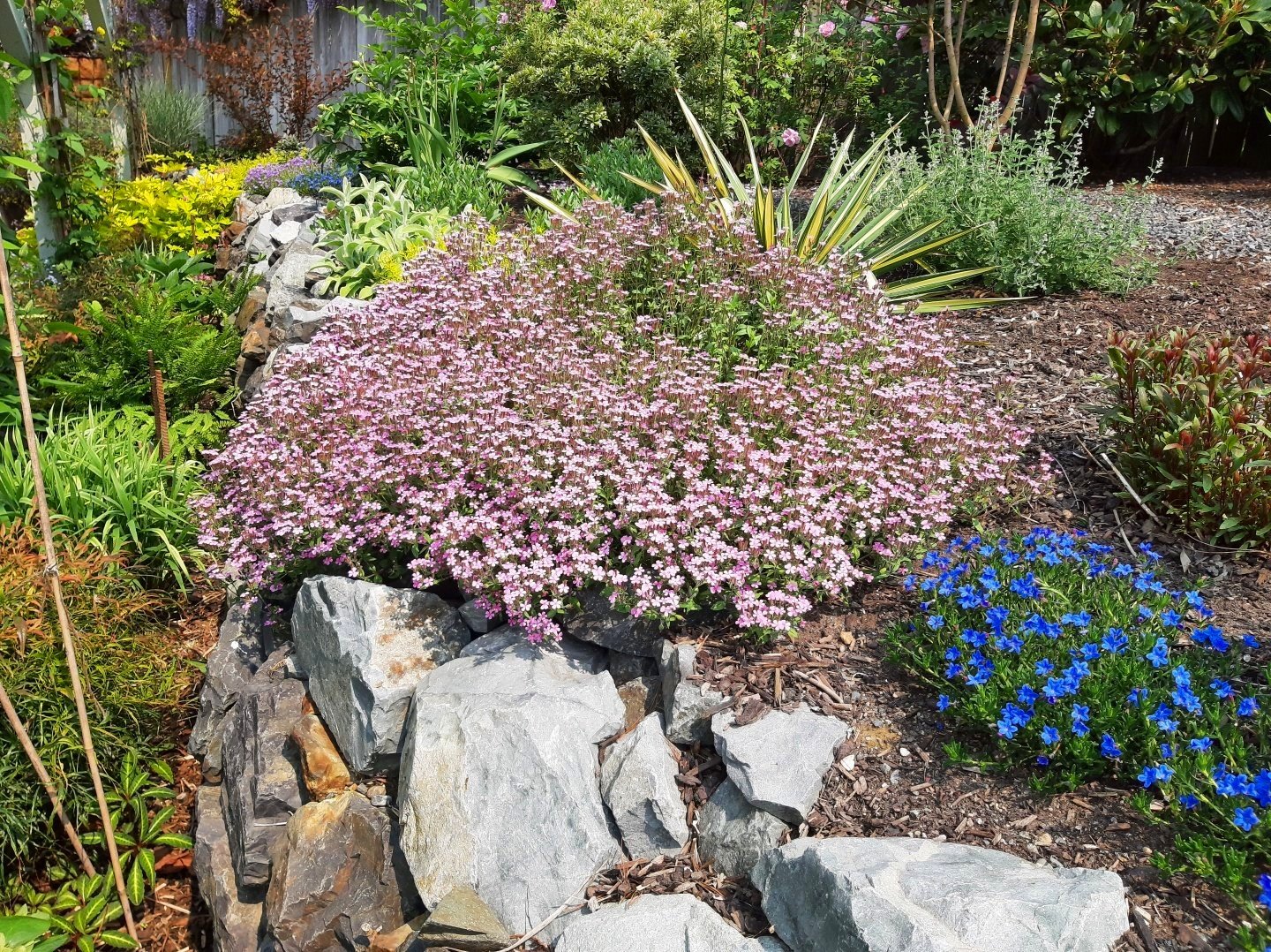 The Changing Garden, What A Difference A Couple Of Weeks Can Make &mdash;  Sunnyside Nursery