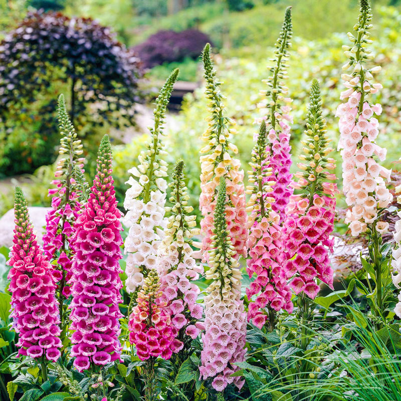 📣 Limited Supply 🌱 Stunning Foxglove Seeds