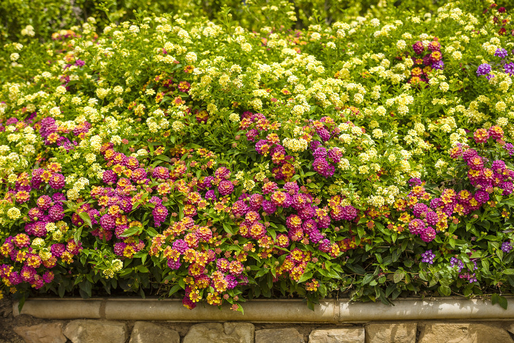 Lantana - The Ultimate Growing & Care Guide | Proven Winners