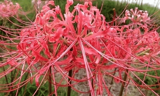 2Pcs Lycorisradiata Flower Plant Bulb