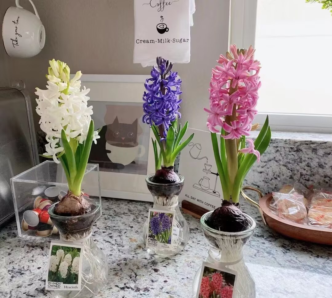 50pcs Hyacinth Seeds Mix Colors