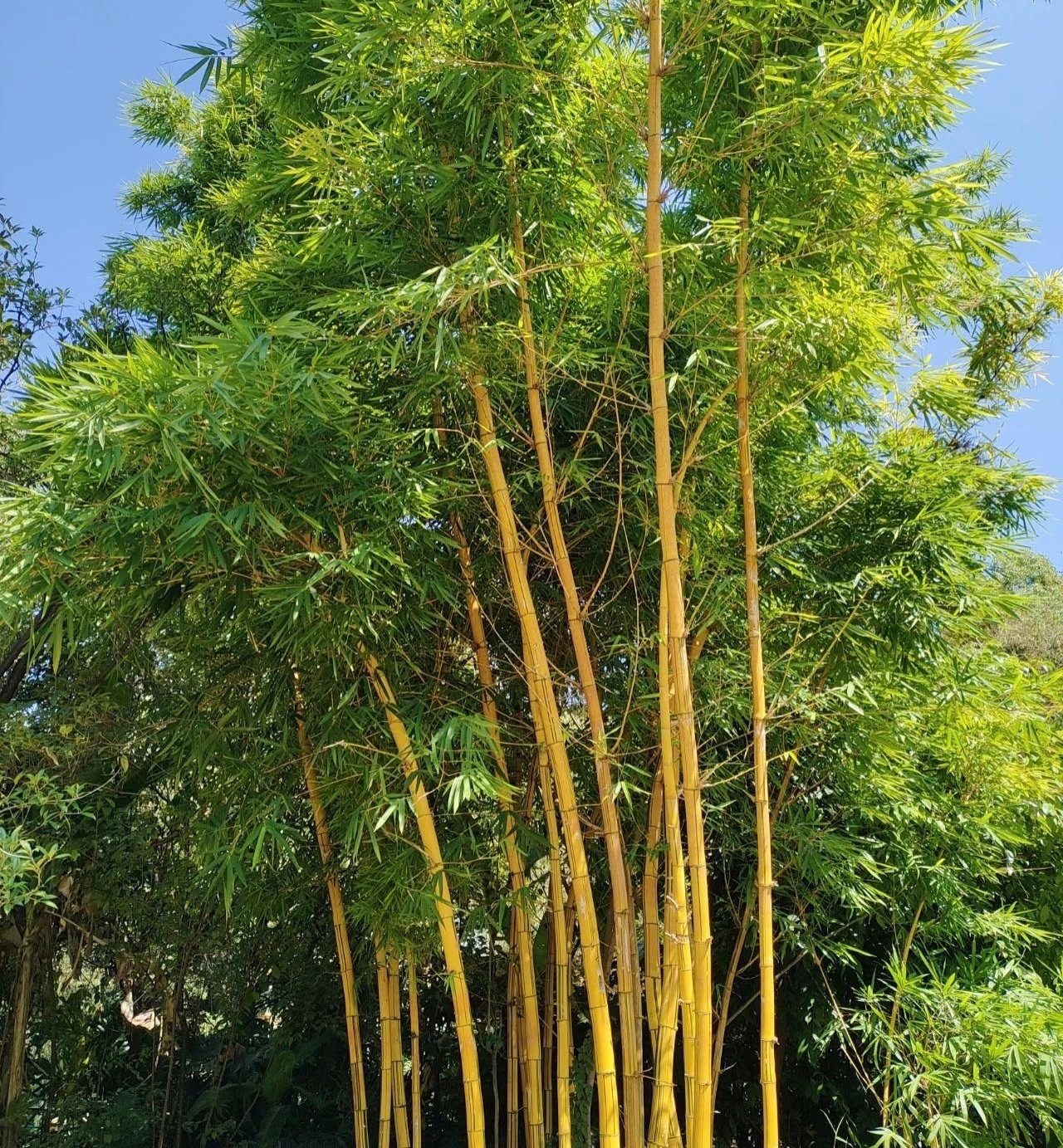 🏠🔥35K+ SOLD🏆Evergreen Lucky Bamboo Seed